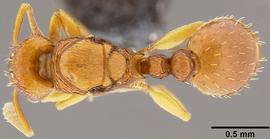 Dorsal view of body, entire, adult. Scale bar is 0.5 mm long.