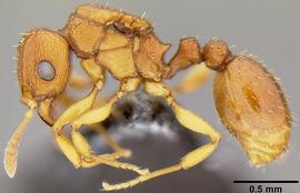 Lateral view of body, entire, adult.