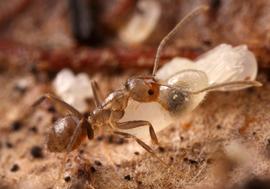 Adult worker carrying a larva. Photo by ©Alexander L. Wild, alexanderwild.com