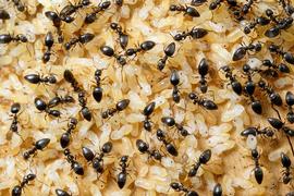 A healthy brood nest. Photo by ©Alexander L. Wild, alexanderwild.com