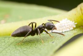 Adult tending to a mealybug for honeydew. Photo by ©Alexander L. Wild, alexanderwild.com