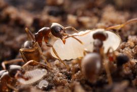 In the brood nest, a worker ant moves a large queen larva. Photo by ©Alexander L. Wild, alexanderwild.com