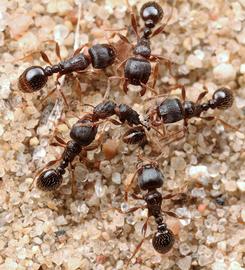 Pavement ants fight to determine the territorial boundary between two colonies. These fights are a regular feature of the biology of this species, often conspicuously staged on sidewalks and other places where this species occurs. Photo by ©Alexander L. Wild, alexanderwild.com