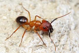Adult. One of the most widely-distributed  Camponotus  species in the American tropics. These ubiquitous nocturnal ants vary in color from almost entirely black to the light reddish-yellow seen here. Photo by ©Alexander L. Wild, alexanderwild.com