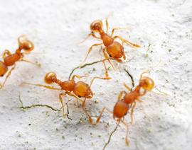 A foraging trail of little fire ants along a tree trunk in Panama. Photo by ©Alexander L. Wild, alexanderwild.com
