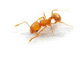 One of the most ecologically damaging invasive ant species worldwide. Photo by ©Alexander L. Wild, alexanderwild.com