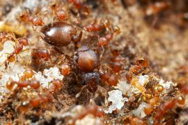 A queen little fire ant in the brood nest. Photo by ©Alexander L. Wild, alexanderwild.com