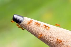 Among the smallest of the major pest ants. Photo by ©Alexander L. Wild, alexanderwild.com