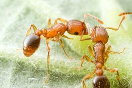 Adult feeding from an extrafloral nectary. Photo by ©Alexander L. Wild, alexanderwild.com
