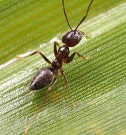 A worker ant forages on low vegetation. Photo by ©Alexander L. Wild, alexanderwild.com