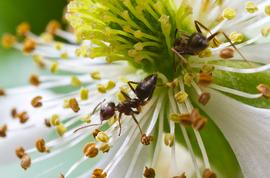 Adult workers gather nectar. Photo by ©Alexander L. Wild, alexanderwild.com