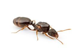 Portrait of a queen pavement ant. Photo by ©Alexander L. Wild, alexanderwild.com