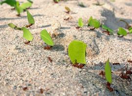A busy trail of leafcutter ants at the edge of a tropical pasture. Photo by ©Alexander L. Wild, alexanderwild.com