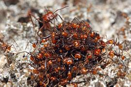  Atta cephalotes  are often so heavily attended by workers that they are scarcely visible under a mass of little ant bodies. At the top, a soldier stands guard. Laboratory colony at the University of Wisconsin Photo by ©Alexander L. Wild, alexanderwild.com