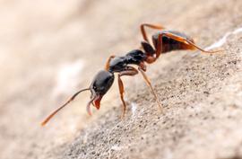 This species is an ecologically invasive pest species that displaces native ants in the eastern United States. Photo by ©Alexander L. Wild, alexanderwild.com