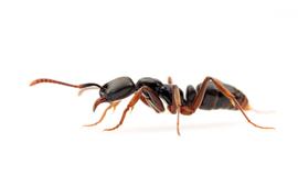 This species is an ecologically invasive pest species that displaces native ants in the eastern United States. Photo by ©Alexander L. Wild, alexanderwild.com
