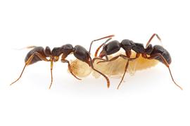 This species is a termite predator. Here, two workers process a recently killed Reticulitermes worker. Photo by ©Alexander L. Wild, alexanderwild.com