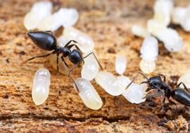 Adults inside the brood nest. This species has been introduced by human activities to warmer regions around the world. Photo by ©Alexander L. Wild, alexanderwild.com