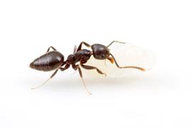 A worker carries a pupa. Photo by ©Alexander L. Wild, alexanderwild.com
