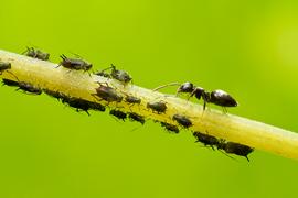 Adult tends to aphids for honeydew. Photo by ©Alexander L. Wild, alexanderwild.com
