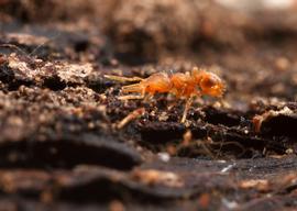 A worker of a miniature trap-jaw ant forages through rotting wood. Photo by ©Alexander L. Wild, alexanderwild.com