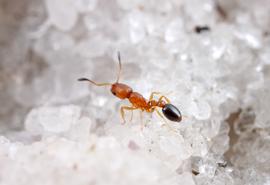 Adult foraging worker. This tiny ant species has been introduced by human commerce to many sites around the world. Photo by ©Alexander L. Wild, alexanderwild.com