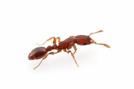 An Asian species introduced accidentally to Washington, D.C. It is currently spreading slowly in several east coast cities. Photo by ©Alexander L. Wild, alexanderwild.com
