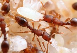Worker with larvae and pupae in the brood nest. Photo by ©Alexander L. Wild, alexanderwild.com