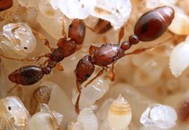 Worker (left) and queen. The larger size and more elaborate thorax distinguish most queens from worker ants. Photo by ©Alexander L. Wild, alexanderwild.com