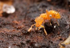 This species has shorter mandibles than most other trap-jaw ants. Photo by ©Alexander L. Wild, alexanderwild.com