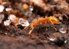 This species has travelled around the world with human commerce. Photo by ©Alexander L. Wild, alexanderwild.com