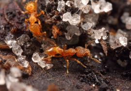 Workers are scarcely larger than the sand grains in the soil they inhabit. Photo by ©Alexander L. Wild, alexanderwild.com