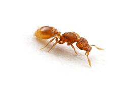 Portrait of a queen miniature trap-jaw ant. Photo by ©Alexander L. Wild, alexanderwild.com