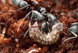 Adults. Many  Leptogenys  species are specialized predators of isopods. Photo by ©Alexander L. Wild, alexanderwild.com