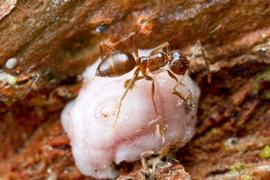 Adult gathers honeydew from a scale insect. Photo by ©Alexander L. Wild, alexanderwild.com