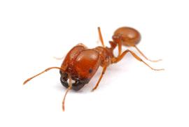 A major worker of the tropical fire ant. Photo by ©Alexander L. Wild, alexanderwild.com
