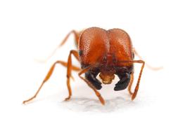 Major workers of the tropical fire ant are recognizeable for their unusually blocky heads. Photo by ©Alexander L. Wild, alexanderwild.com