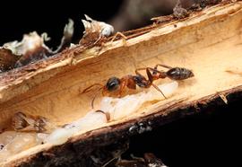 Breaking open a hollow twig in the Florida scrub reveals a nest of the twig ant. Photo by ©Alexander L. Wild, alexanderwild.com