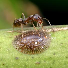 Adult tending a citrus scale insect for honeydew. Photo by ©Alexander L. Wild, alexanderwild.com