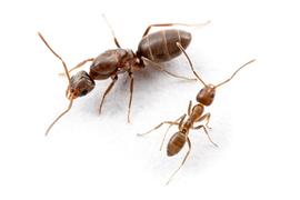 Adult worker and queen in the species' native range. Photo by ©Alexander L. Wild, alexanderwild.com