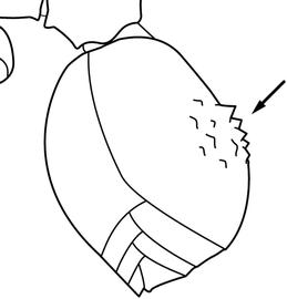 Lateral view of gaster, adult worker. Gaster with tubercles on first segment. Separates  Acromyrmex  from  Atta .