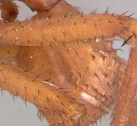 Lateral view of gaster, adult worker. Numerous tubercles on first gastral tergite.