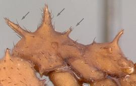 Lateral view of thorax, adult worker. Three pairs of spines or teeth on dorsum of promesonotum.