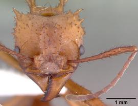 Anterior view of head, adult.