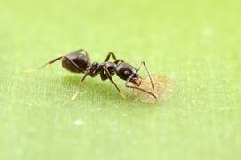 A worker ant tends a scale insect for honeydew in an Ecuadorian cloud forest. Photo by ©Alexander L. Wild, alexanderwild.com