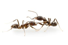 Worker ants from neighboring colonies act aggressively towards each other. Photo by ©Alexander L. Wild, alexanderwild.com