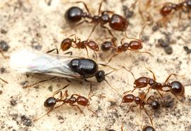 A fire ant male runs in a column of workers. Photo by ©Alexander L. Wild, alexanderwild.com