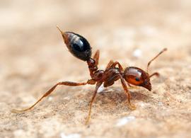 A fire ant displays 