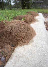 Mounds of the red imported fire ant in Austin, Texas. Photo by ©Alexander L. Wild, alexanderwild.com