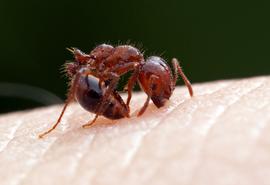 To sting, a fire ant first bites her target with her mandibles. The bite anchors her in place and provides leverage to insert the stinger. The bite itself is harmless, it is the subsequent sting that carries the venom and the pain. Photo by ©Alexander L. Wild, alexanderwild.com